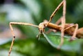 Huge grasshopper in green leaf. Macro photo.