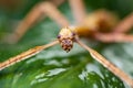 Huge grasshopper in green leaf. Macro photo. Royalty Free Stock Photo