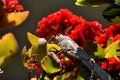 A huge grasshopper perched on a flower spring