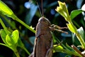 A huge grasshopper perched on a plant spring