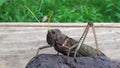 a huge grasshopper on rock with vegetation in the background