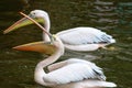 Huge Great white pelican or pink pelican swimming in the lake. Pelecanus roseus.