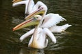 Huge Great white pelican or pink pelican swimming in the lake. Pelecanus roseus.