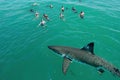 Huge Great White Shark swimming near tourists on the beach