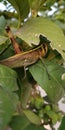 Huge green and brown grasshopper sitting on a lemon tree after eating leaf it's taking rest Royalty Free Stock Photo