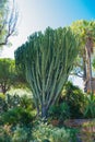 A huge green bush of Euphorbia royleana in a garden in the city of Villefranche-sur-Mer, France, Cote d`Azur