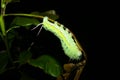 Huge green caterpillar of Periphoba arcaei Saturniidae