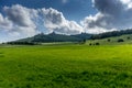 A huge green field of grass under blue sky Royalty Free Stock Photo