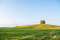 A huge green field with grass and wheat