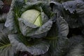 Huge green head of cabbage and leaves close-up. Harvesting vegetables in autumn.