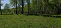 A huge green lawn with orange flowers in a birch grove. Tall birch trunks. Green leaves on the trees. Green grass. Blue sky. Alley Royalty Free Stock Photo