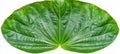 Huge Green Leaf, Plantain Lily Hosta Botanical Structure Closeup, Foliage Isolated Royalty Free Stock Photo