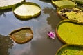 Huge green leaves with sides of the Victoria Amazonica water lily float in the pond. Royalty Free Stock Photo
