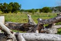 Huge green lizard on a log in a field Royalty Free Stock Photo