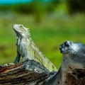 Huge green lizard on a log in a field Royalty Free Stock Photo