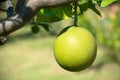 Huge green ripe citrus pomelo grapefruit fruit hanging growing on tree in subtropical outdoor Royalty Free Stock Photo