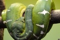 Huge green-scale snake, Emerald tree boa, curling around a wooden stick Royalty Free Stock Photo