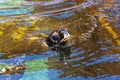 Huge Green Sea Turtle put his head out from water Royalty Free Stock Photo