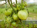 Huge green tomatoes Royalty Free Stock Photo