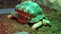 Huge green turtle being slow and heavy on the ground