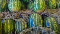 Huge watermelons in the fresh fruit market Royalty Free Stock Photo