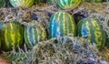 Huge watermelons in the fresh fruit market Royalty Free Stock Photo