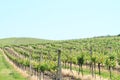 Wineyard on Moravia Royalty Free Stock Photo