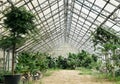 Huge greenhouses or glasshouse with Trees indoor growing technology and cultivation. Plant breeding in horticultural