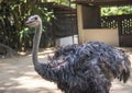Huge grey ostrich bird in the zoo