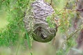 Huge grey papery social wasp's nest built