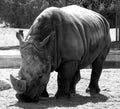 Huge grey rhino in black and white in the wild eating