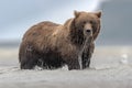 A huge grizzly bear fishing Salomon during low tide, in Katmai. Royalty Free Stock Photo