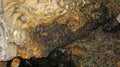 A huge group of bats waits patiently at the exit of the cave at dusk. On the ceiling of the cave, hanging bats are waiting to fly