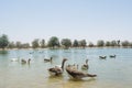 Huge group of geese and ducks swimming in the artificial lake in the sanctuary in the desert