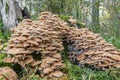 A huge group of Honey mushrooms Armillaria mellea on a dead tree stump, Zoetermeer, the netherlands