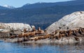 A huge group of large California Sea Lion