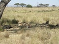 Huge group of lions lying under tree in shadow in Serengeti National Park