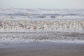 Huge group of seagulls on beach Wijk aan Zee