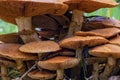 Huge group of the Spectacular Rustgill Gymnopilus junonius