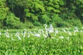 Huge group of white egrets above aguape vegetation in Pantanal Royalty Free Stock Photo
