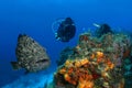 Huge Grouper and Scuba Diver