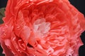 Huge growth gentle flower peony paper close up