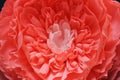 Huge growth gentle flower peony paper close up