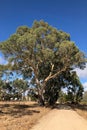 Huge Gum Tree in Australia Royalty Free Stock Photo