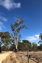 Huge Gum Tree in south Australia Royalty Free Stock Photo