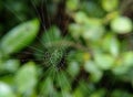 Spider web with blurred background Royalty Free Stock Photo