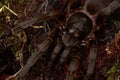 Huge Hairy Tarantula Royalty Free Stock Photo