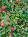 Huge harvest of apples on an apple tree in the Loire Royalty Free Stock Photo