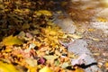 Huge heap of autumn leaves.