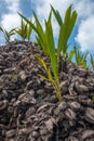 Huge heap of coconut shells and sprouts at the garden